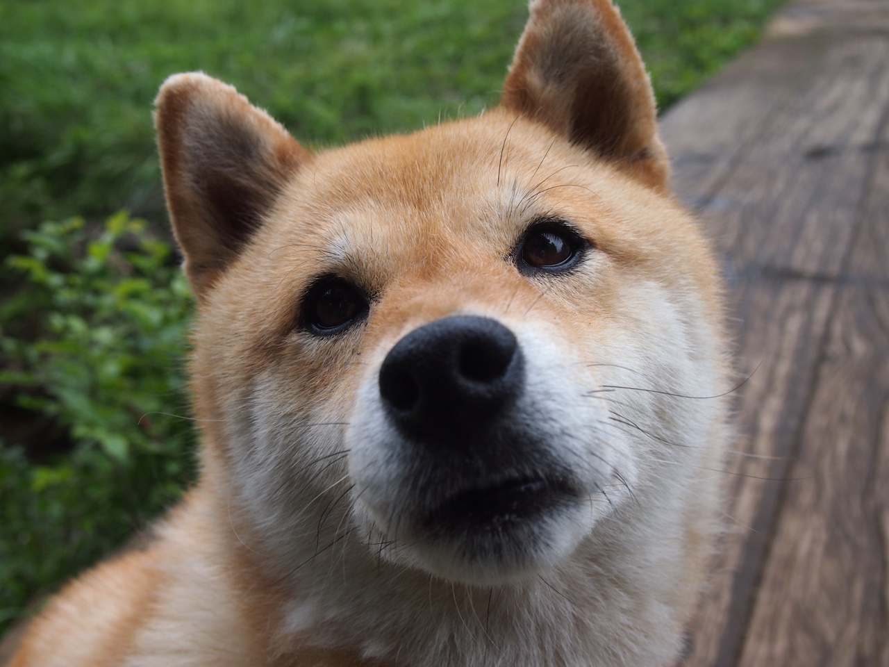 霍勒迪神兵天降，独行侠跨洋击溃广东王朝