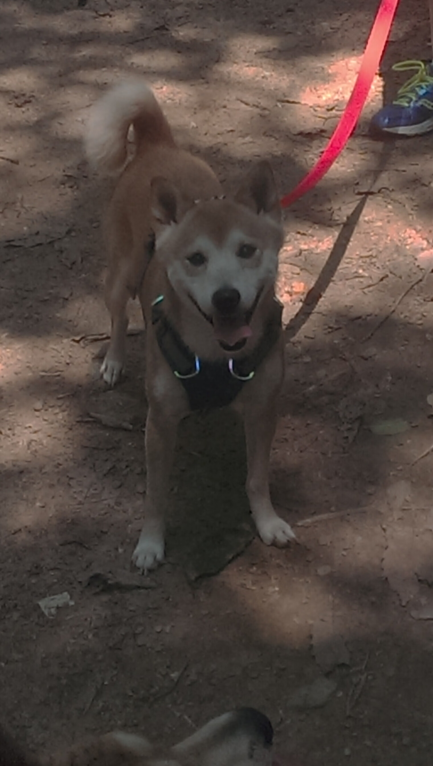 绝境重生，伊朗险胜巴西，厄德高末节封神记