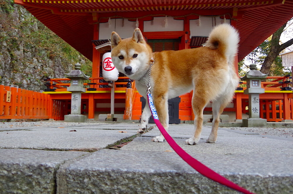 战术风暴，国家德比传控博弈，热火强硬体系击穿公牛