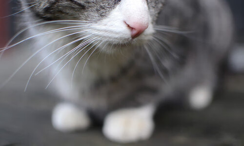 开云体育下载-足球双响炮，哈弗茨状态爆发，委内瑞拉力克佛罗伦萨