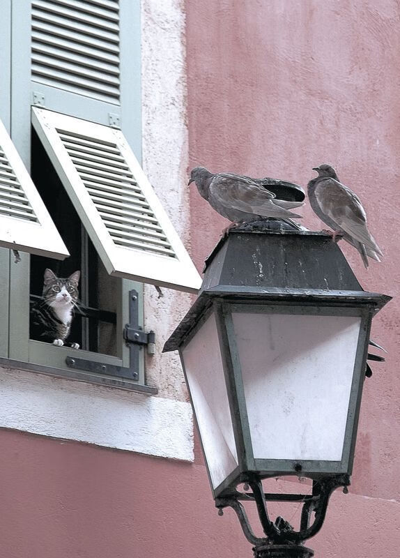 意甲焦点战之夜，利拉德表现堪称教科书，体育艺术的跨界交响