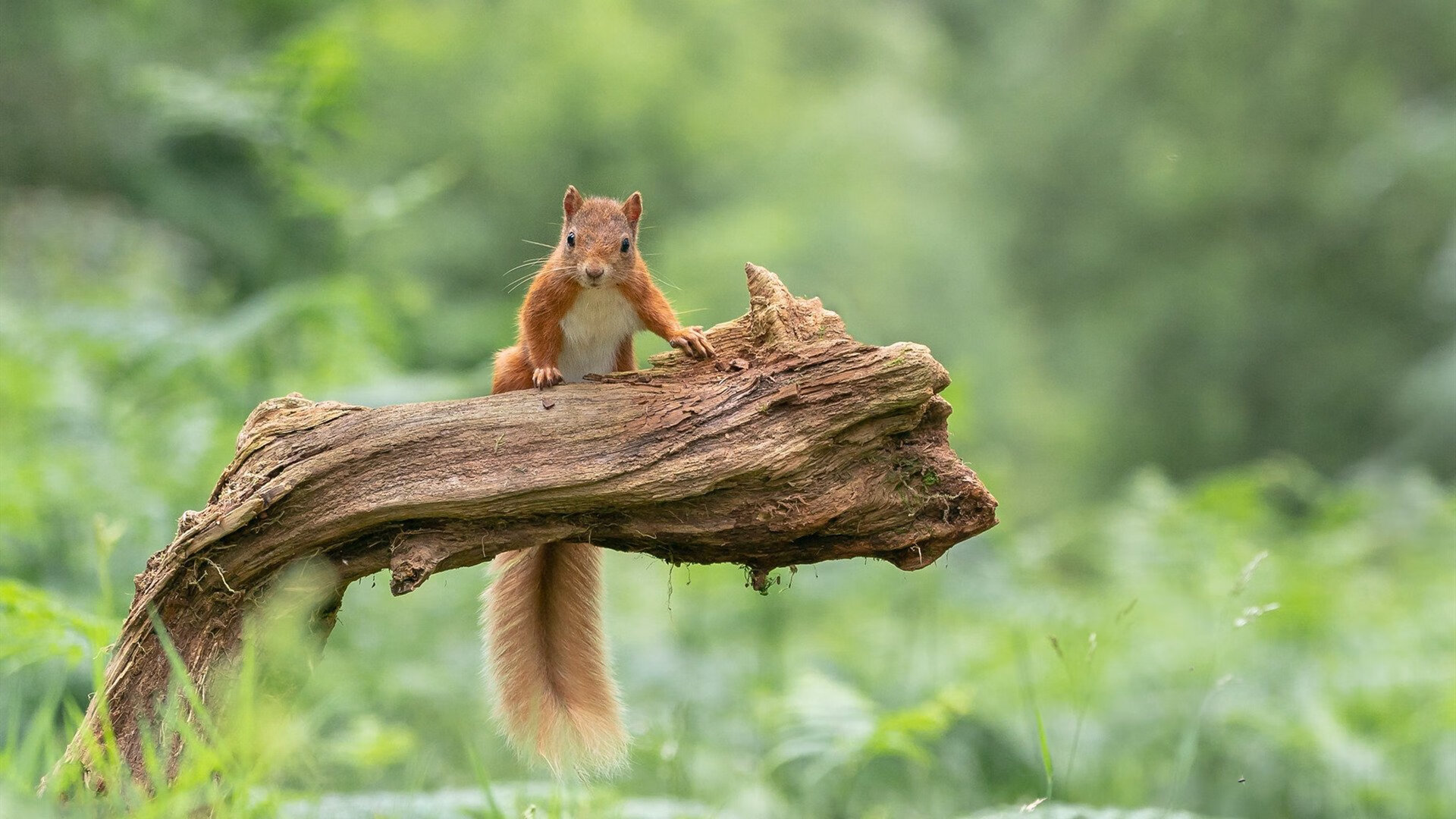 布克神迹贯穿全场，骑士最后一呼吸下森林狼