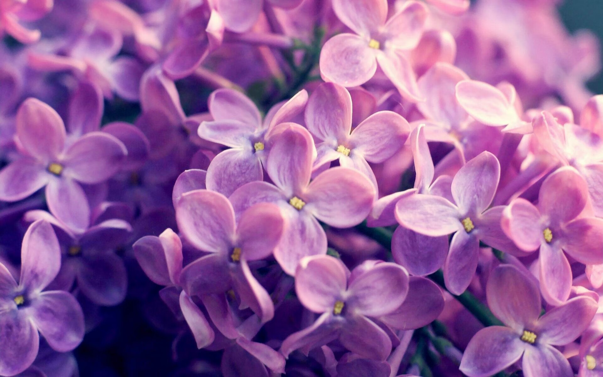 法比尼奥的冠军之夜,NBA季后赛的传奇表现