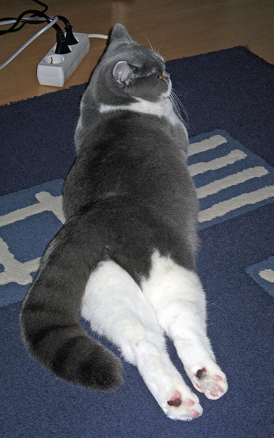 星光喷薄,拉梅洛·鲍尔在年度焦点战中接管比赛,掘金队强势制霸广厦