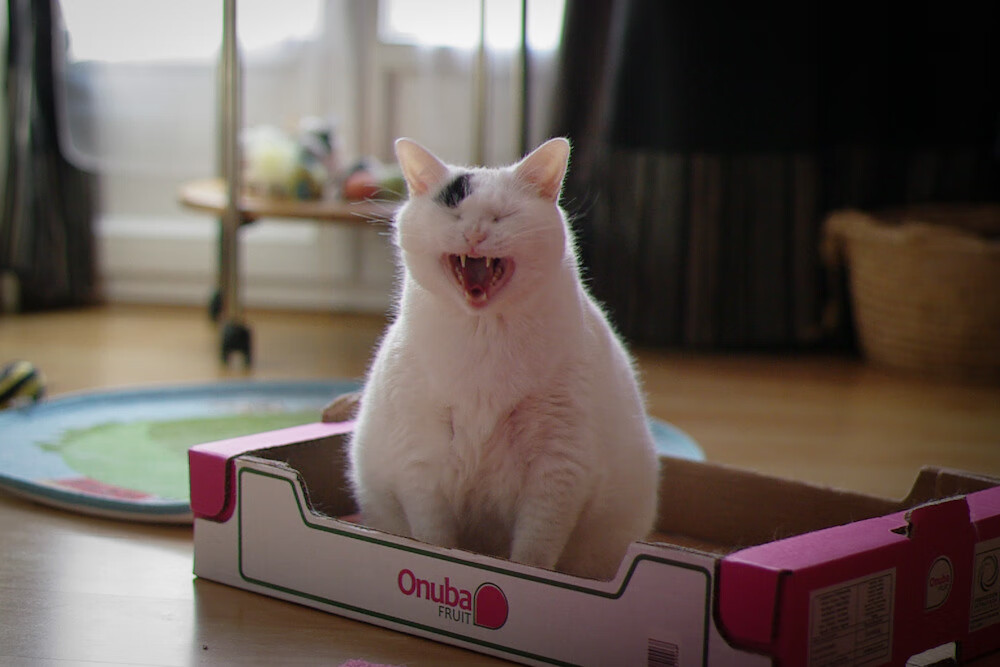 开云体育官网-防守与绝杀的冰火交响曲，戈贝尔统治全场，黄蜂献压哨逆袭