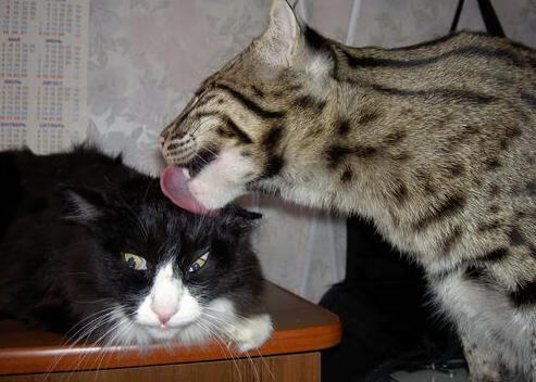 东决关键战之夜,当哈兰德完成自我救赎,篮筐听见了足球的回响