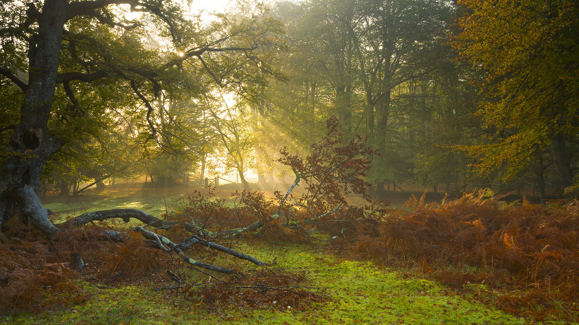 冷兵器时代,戈贝尔钉板定乾坤,公牛铁蹄踏碎勇士