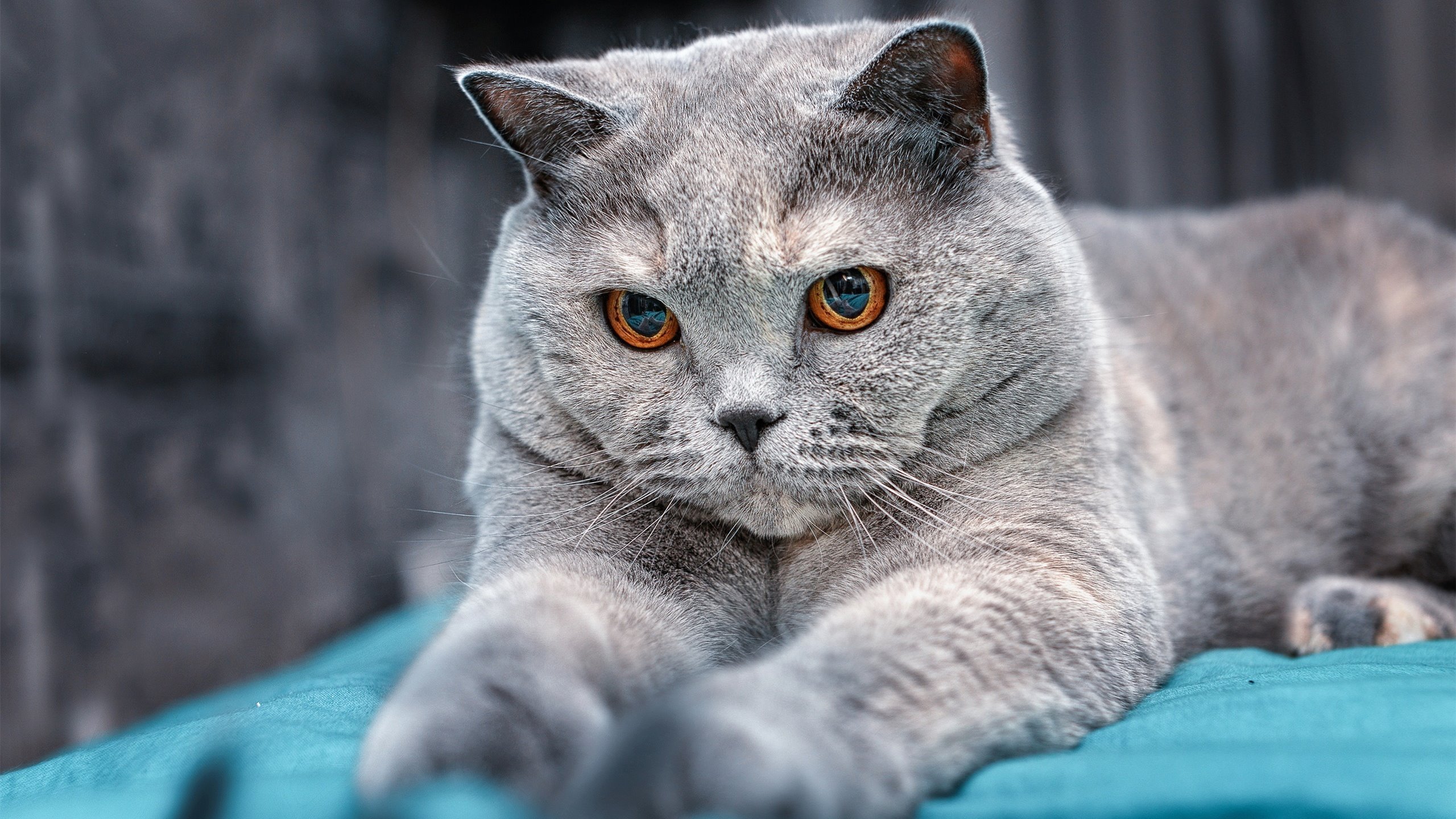 德甲争冠之夜,卢卡库一剑封喉,那个被遗忘的巨星,正在书写救赎传奇