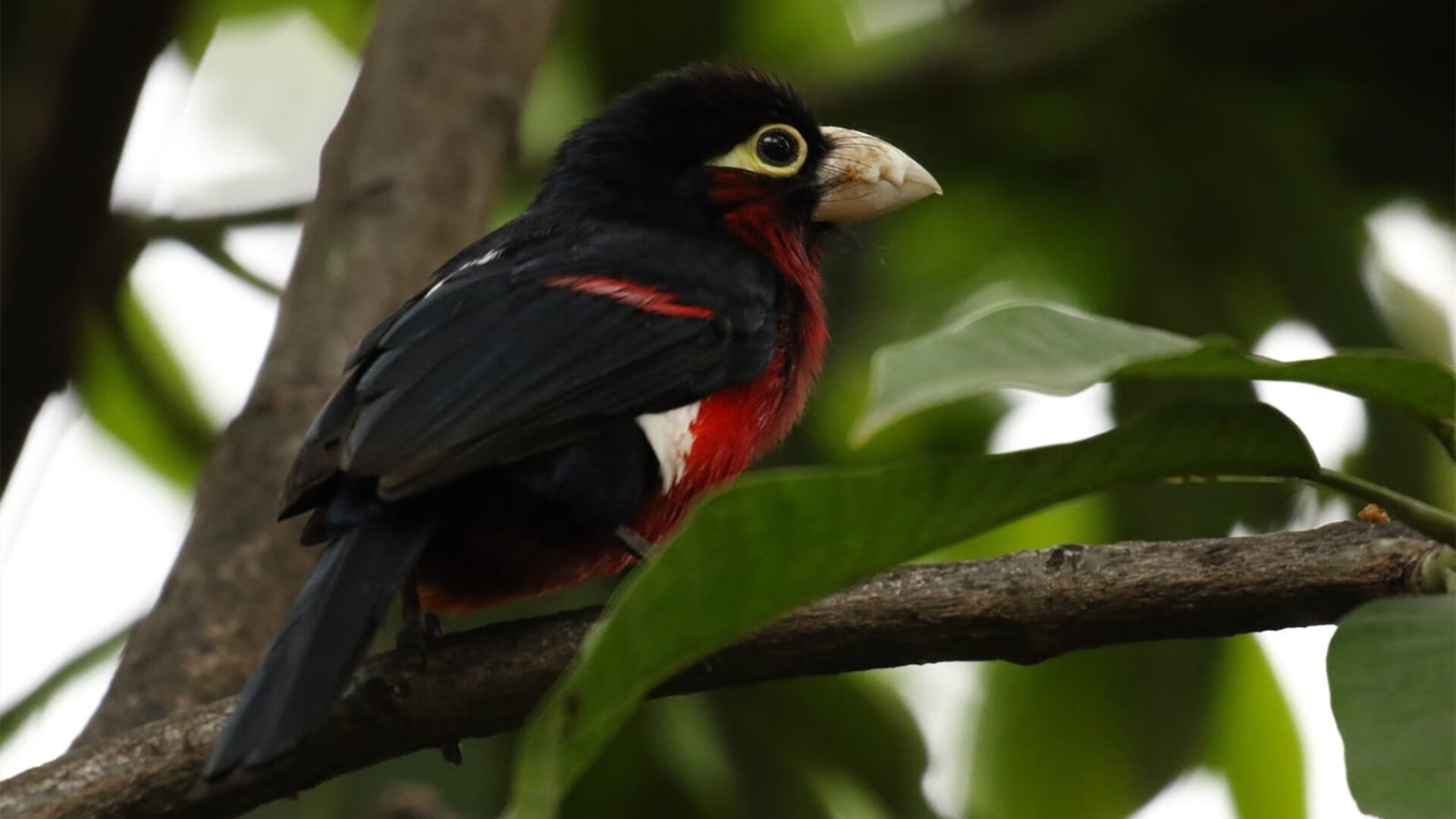 开云官网-森林狼铁血防守封锁深圳队，福克斯一人改写比赛结局