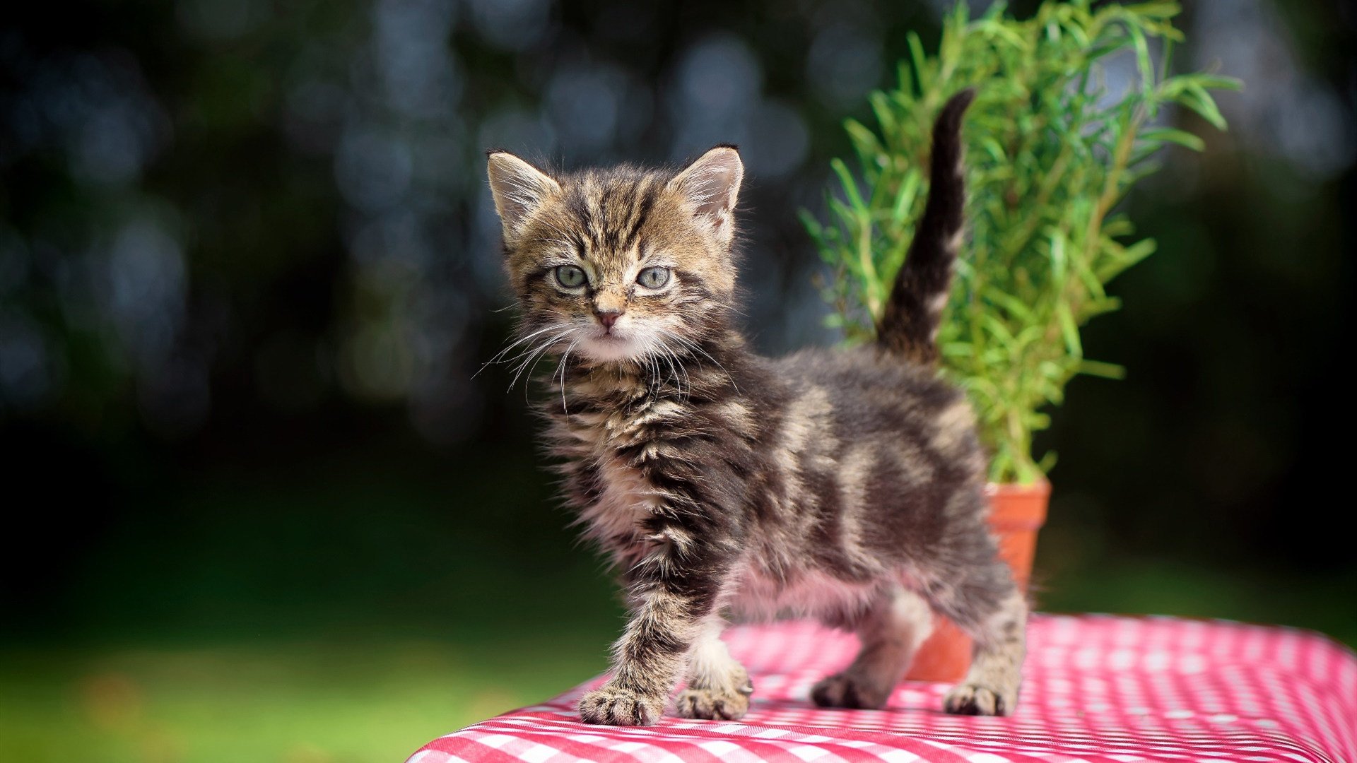当末节之王遇上孤胆英雄,独行侠与马克西共演逆转哲学