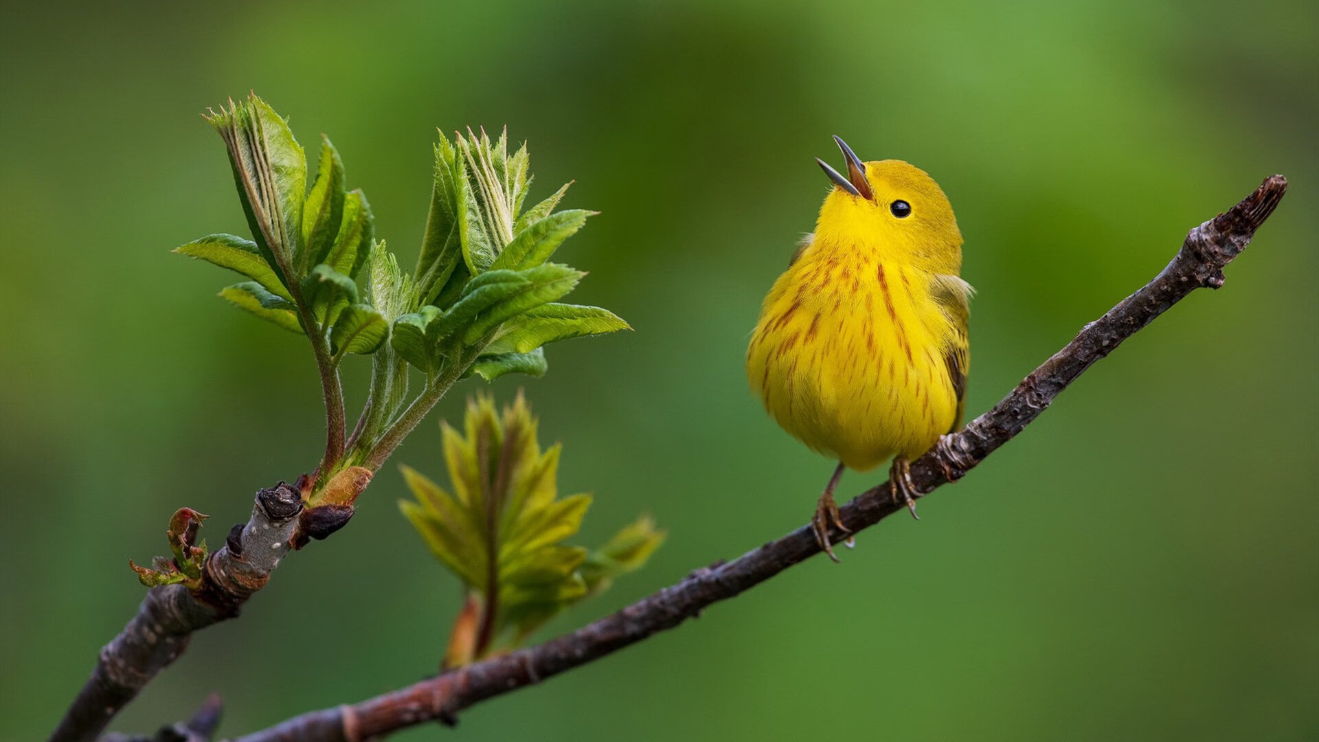 奇迹新大陆,卡塔尔世界杯斩落瑞典,改写足球地缘叙事