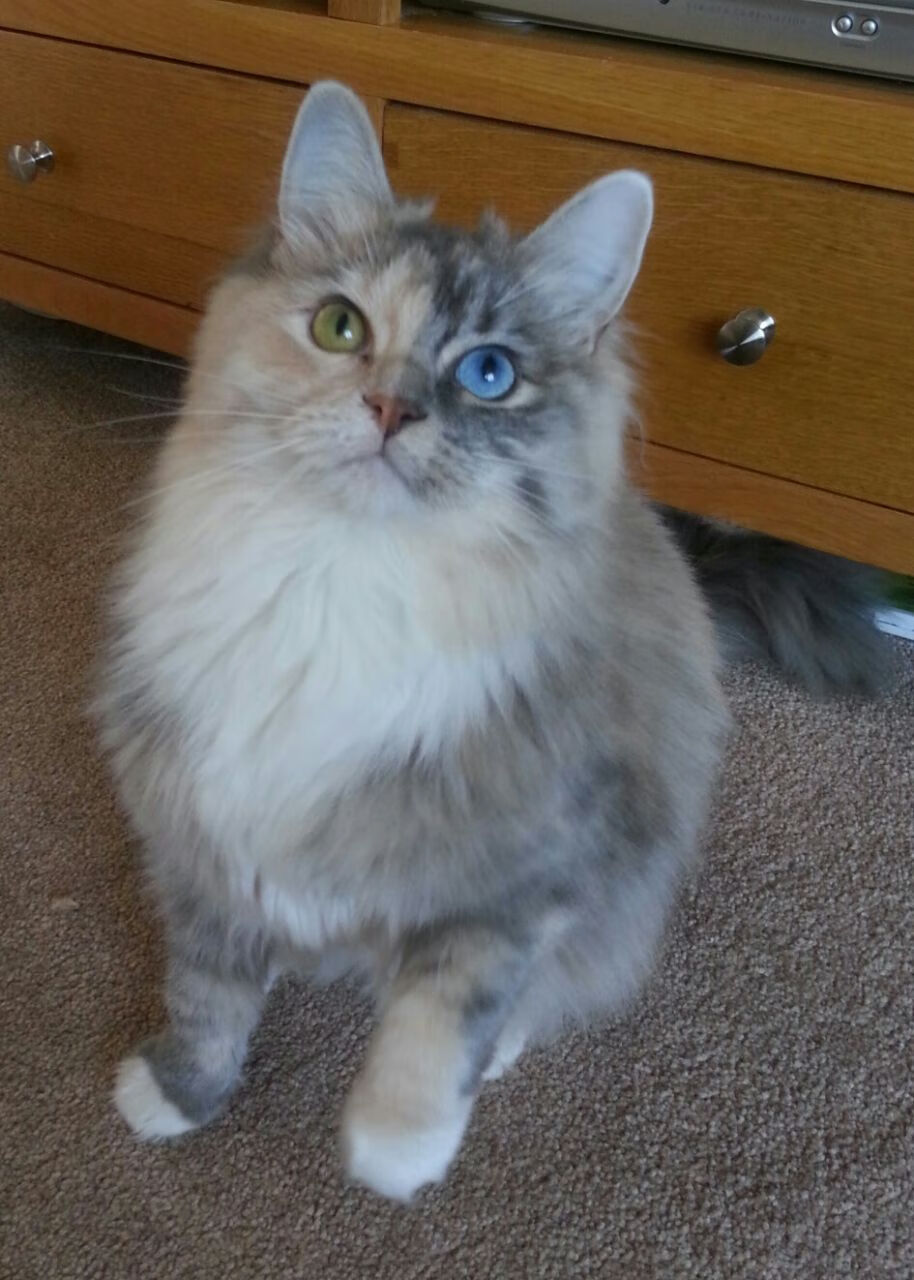 佛光普照与雪山意志,篮球逆境中的英雄两种解法