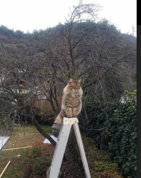 新星罗德里戈闪耀伯纳乌，土耳其新势力崛起！欧冠双线见证足球版图变迁