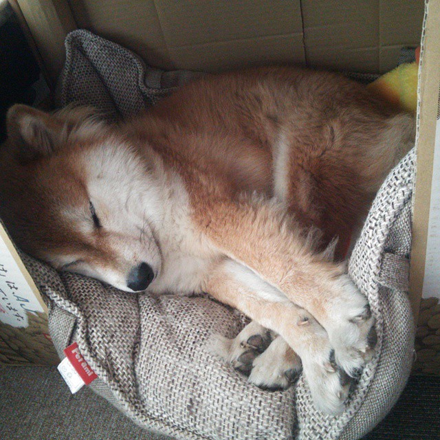 狂野逆转！尼克斯淘汰活塞，草根范弗利特打出巨星价值