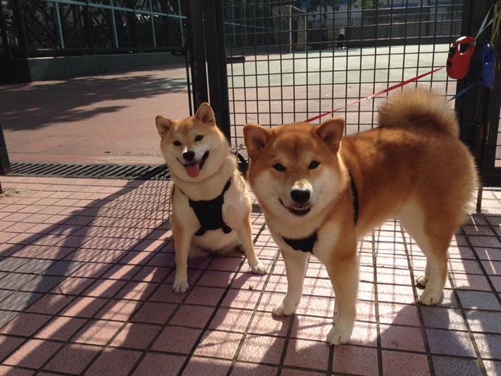 火箭升空！铁闸布克锁死对手，上海队难逃一败