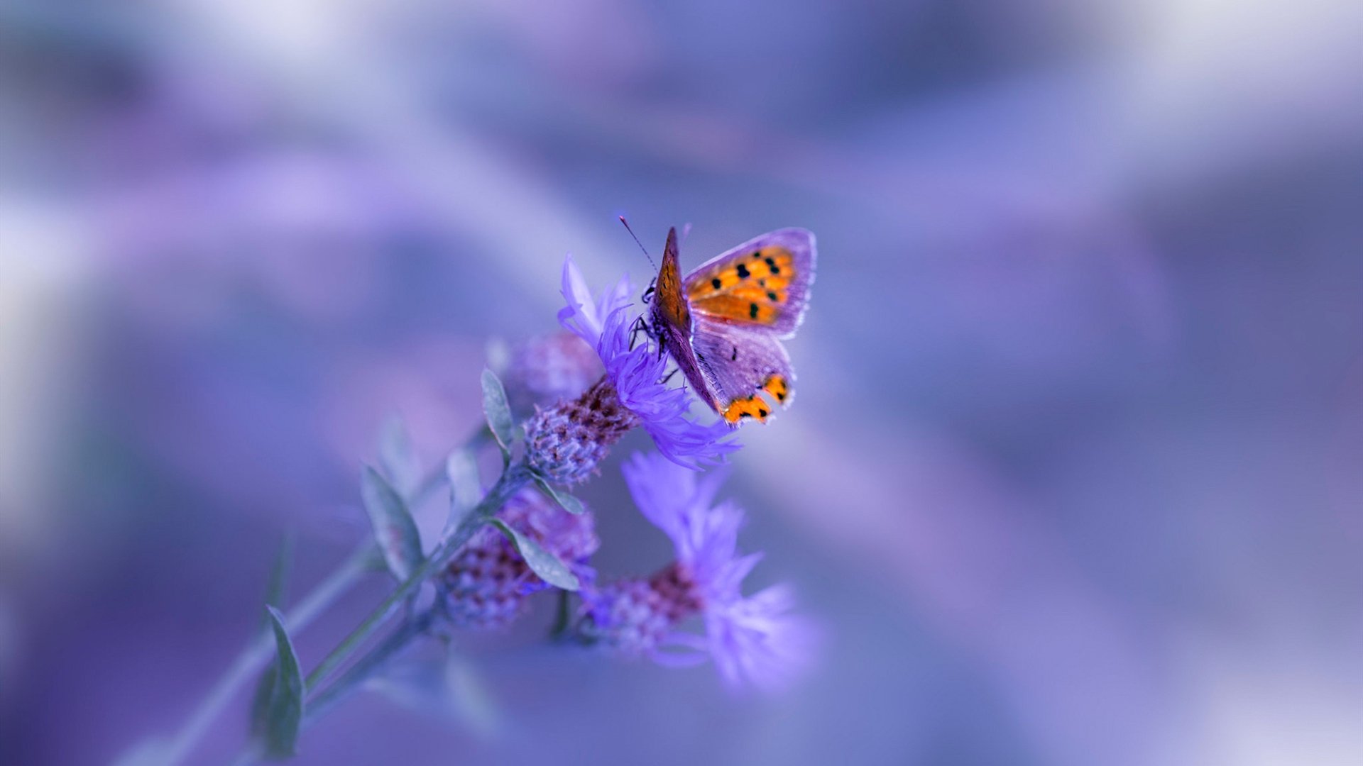 跨界风暴，勇士轻取太阳，布克在英超争冠中接管比赛